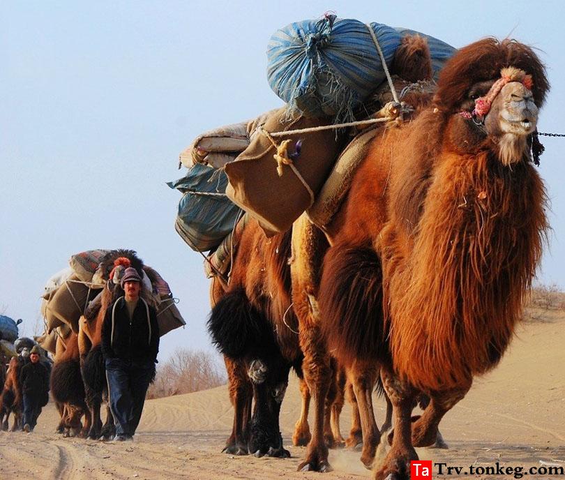 N39°花雕探险——中国首次徒步横穿塔克拉玛干沙漠探险队即将启程