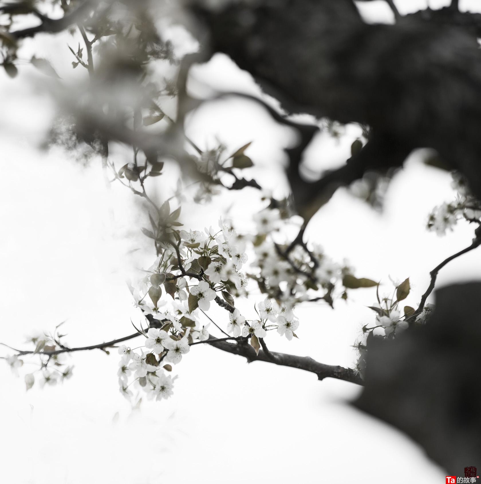 核桃摄影《梨花落》