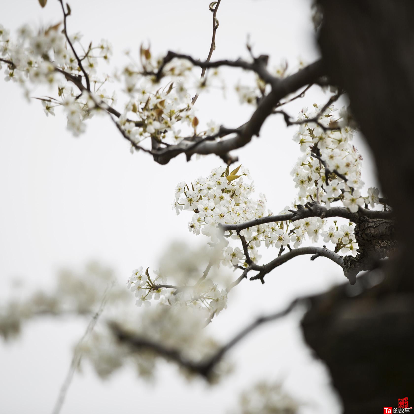 核桃摄影《梨花落》