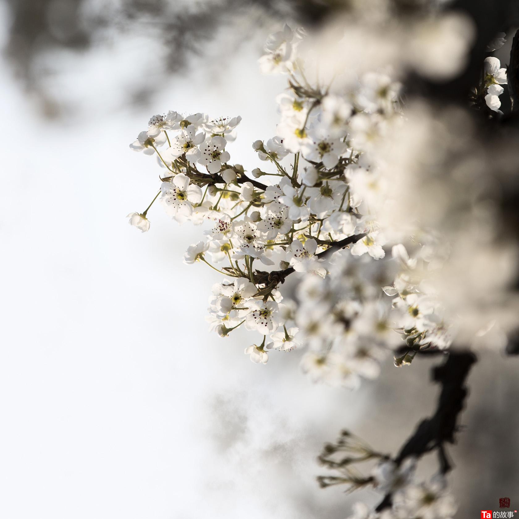 核桃摄影《梨花落》