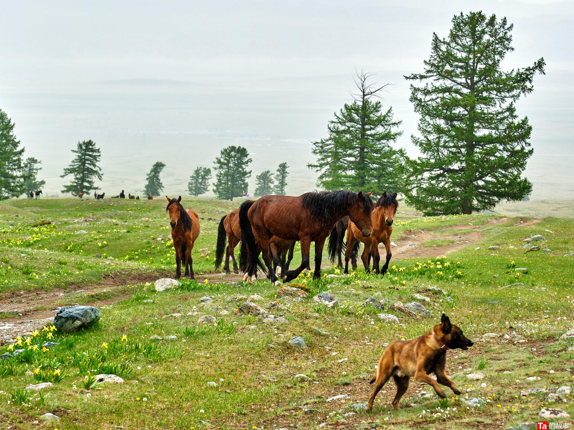 天山之上，一群马儿和狗儿的“架”