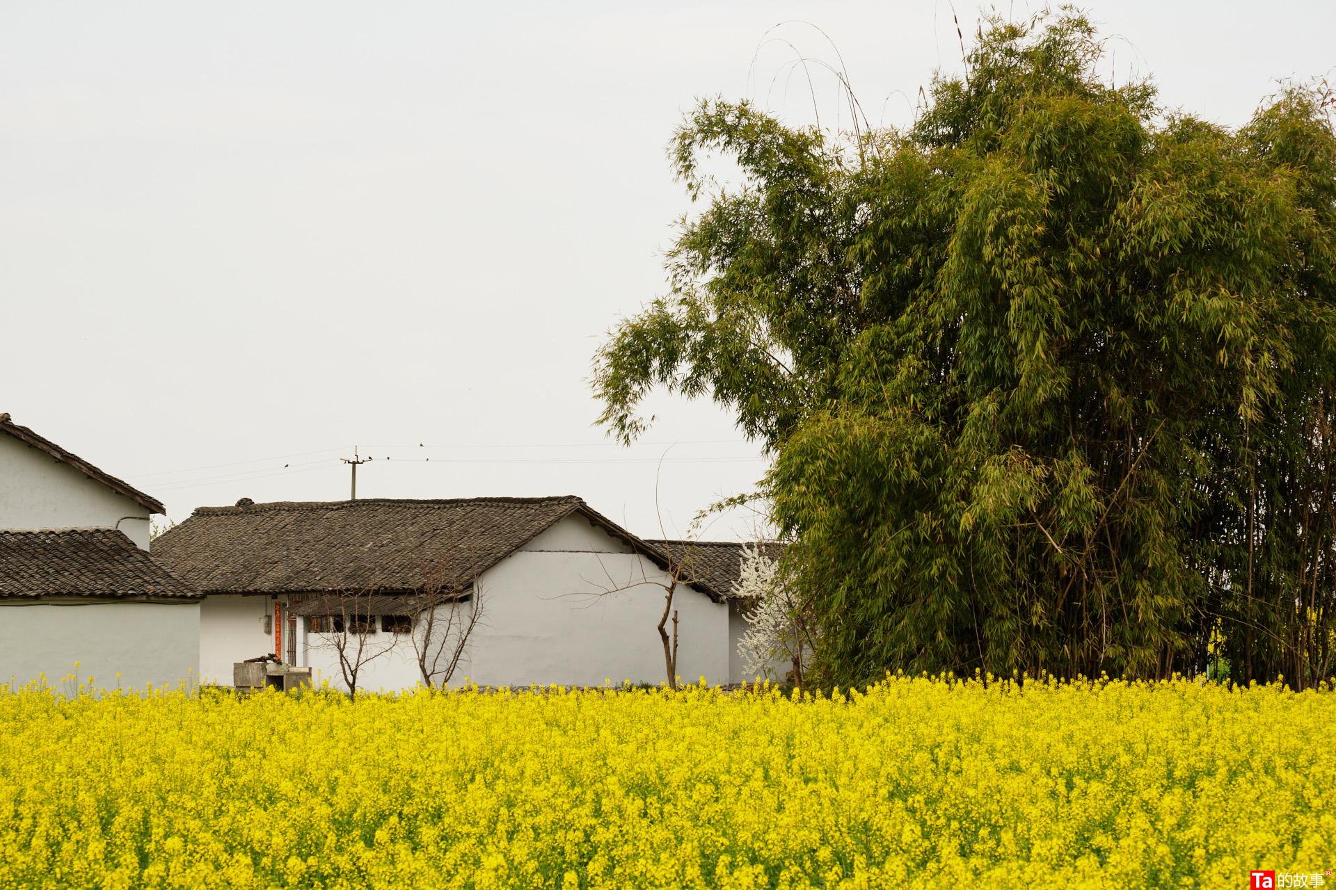 春天里，绵阳乡村记忆里的一抹金黄